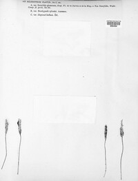 Claviceps purpurea image